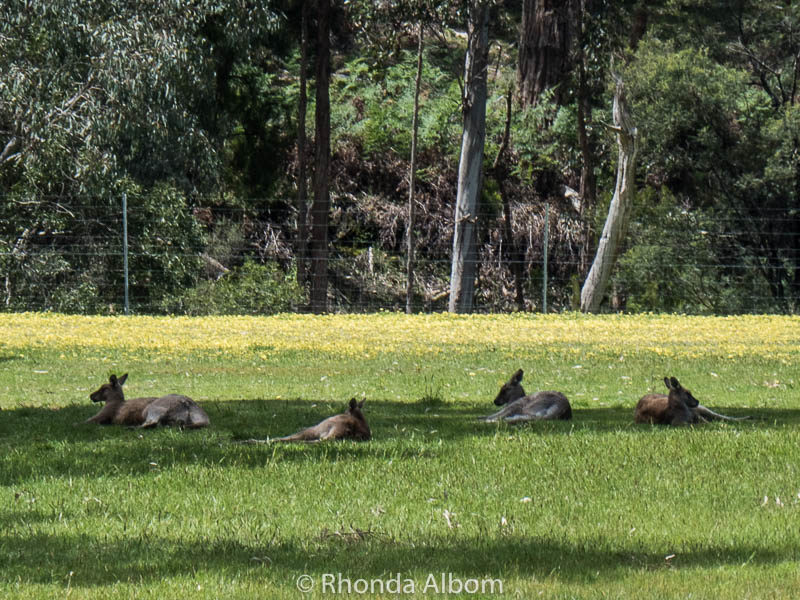 Kangaroos in Halls Gap