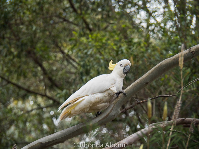 Great Ocean Road Itinerary: 4 Days Loop - Melbourne with Inland Return 20 Sulphur Crested Cockatoos in Brambuk Cultural Center, Halls Gap, Australia