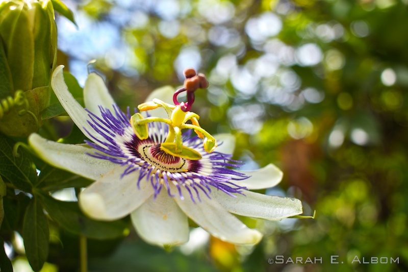Passionfruit flower in Argentina. Photo copyright ©Sarah Albom 2016
