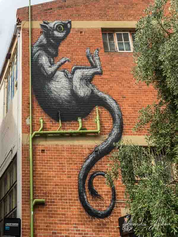 Street Art in Perth: Huge Murals and Sculptures in Australia 4 "Rat" by ROA (Belgian artist)
