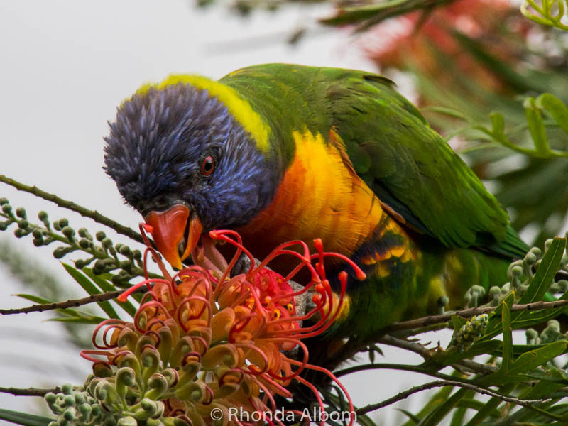 16 Dangerous to Adorable Australian Animals We Have Spotted 21 Rainbow Lorikeet in Australia