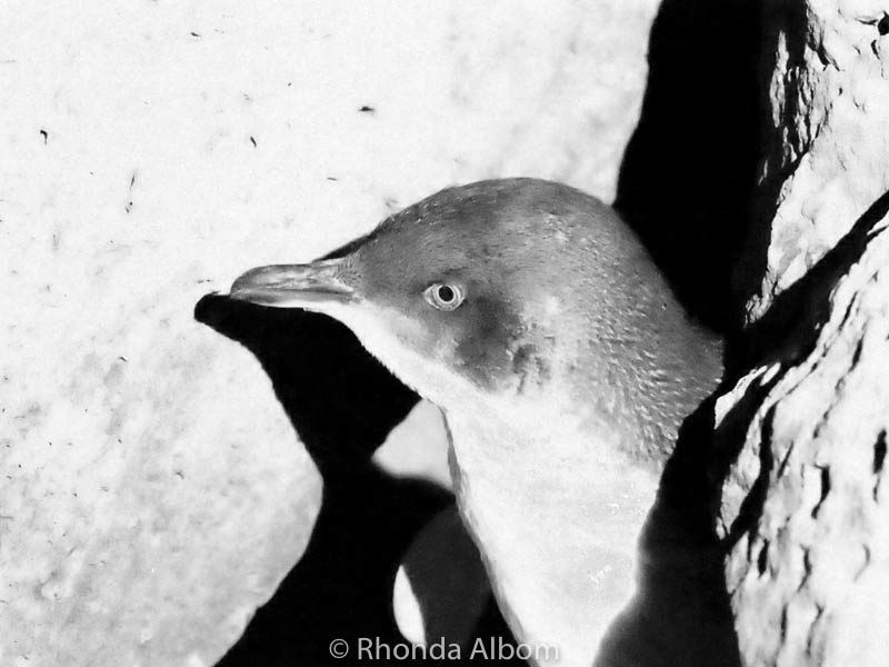 Fun Things to Do in Melbourne for Couples 8 Little blue penguin seen in St. Kilda in Melbourne, Australia