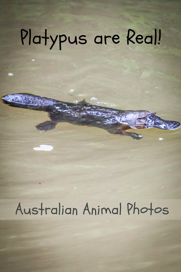 This platypus is one of many exciting animals we photographed in Australia. See more: https://www.albomadventures.com/australian-animals/