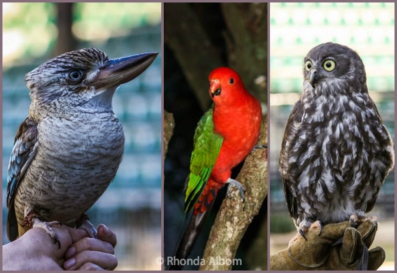 Australian Birds including a kookaburra and an owl