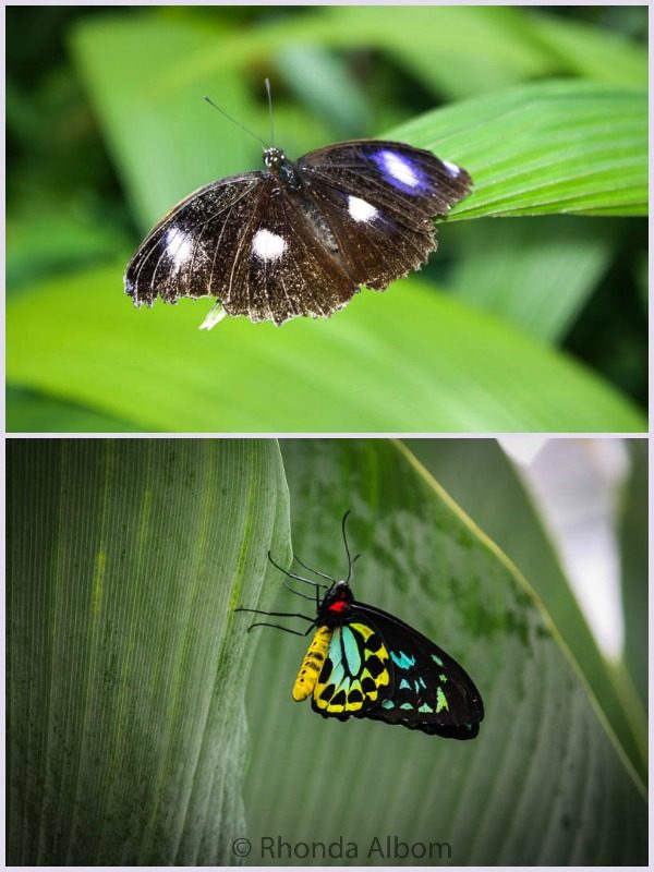 Two of the over 400 different species of butterflies in Australia.