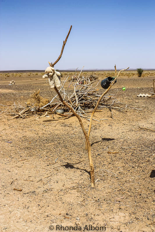 A teddy bear hanging on a tree branch at a Bedouin camp in the Sahara desert in Morocco