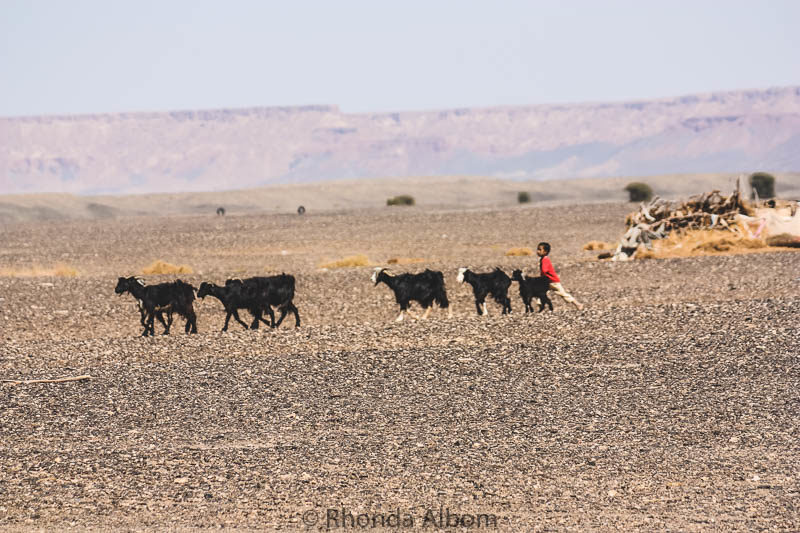 Young boy moving goats in the Moroccan desert