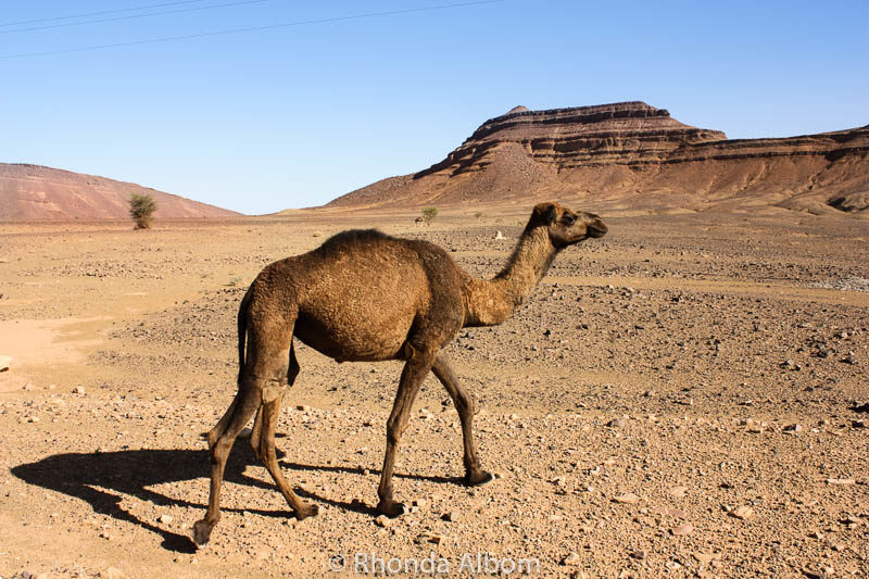 Colors of the Sahara Desert: A Travel Photography Exposé 11 Camel in the Sahara desert