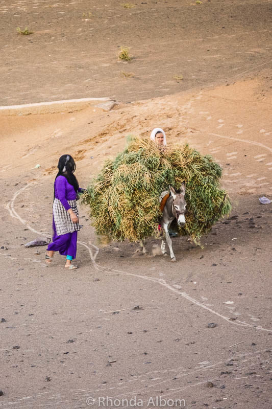 Colors of the Sahara Desert: A Travel Photography Exposé 12 Women carrying the crops on a donkey in the Sahara in Morocco