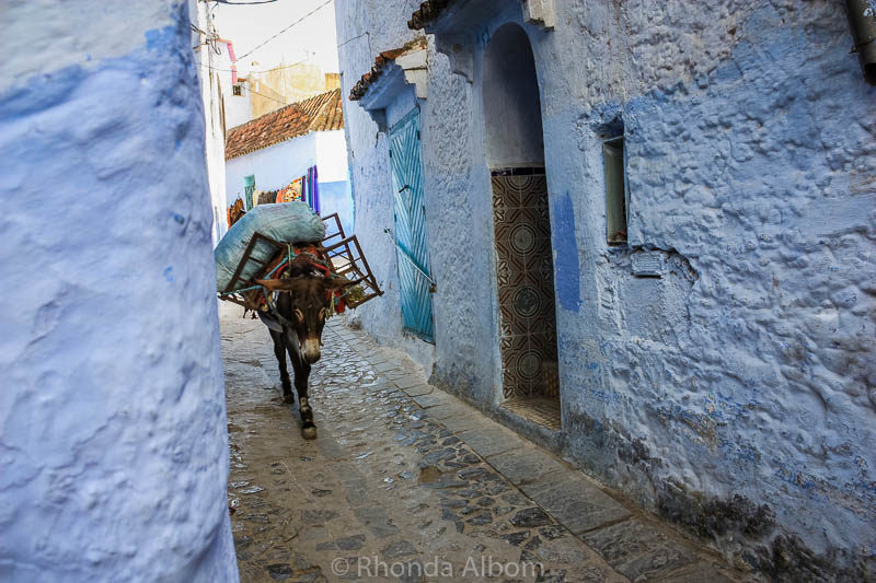 Donkey on a street in Chefchaouen, the Blue City in Morocco.