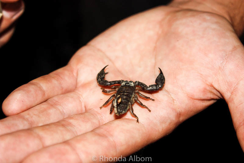 16 Dangerous to Adorable Australian Animals We Have Spotted 15 Scorpion at the Australian Venom Museum in Kuranda