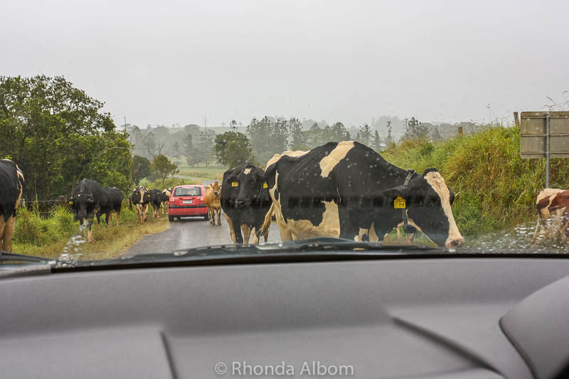 16 Dangerous to Adorable Australian Animals We Have Spotted 22 Sharing the road with some cows in Queensland Australia