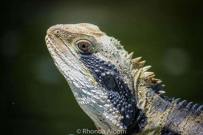 Water dragon, one of the many interesting Australian animals, we spotted this one at the Chinese Garden of Friendship in Sydney