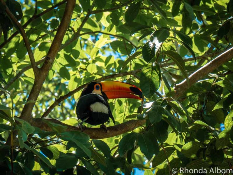 Visiting Iguazu Falls: Intense Experience in 2 Countries (Argentina and Brazil) 10 Wild toucan Brazil Side.