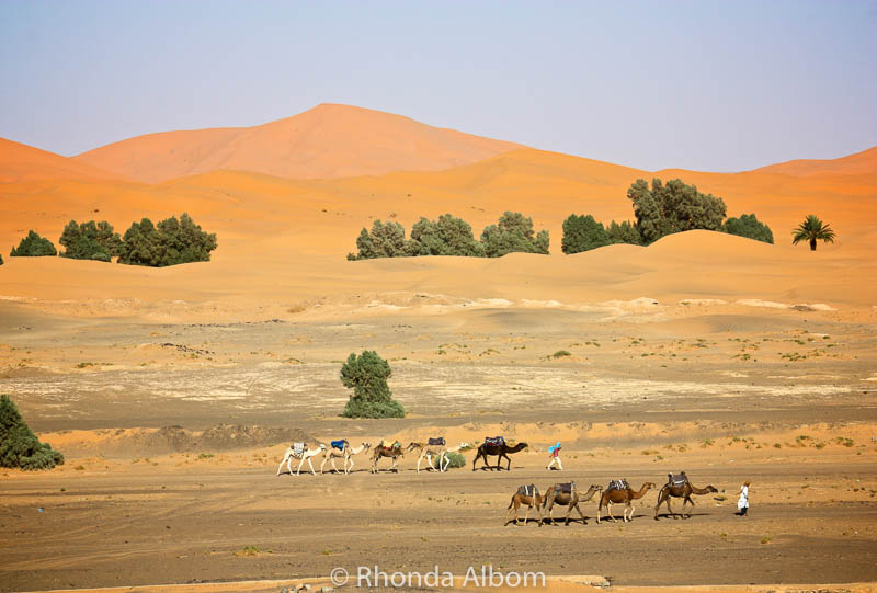 Travel planning resources that help you find the best adventures like this camel ride through the desert.