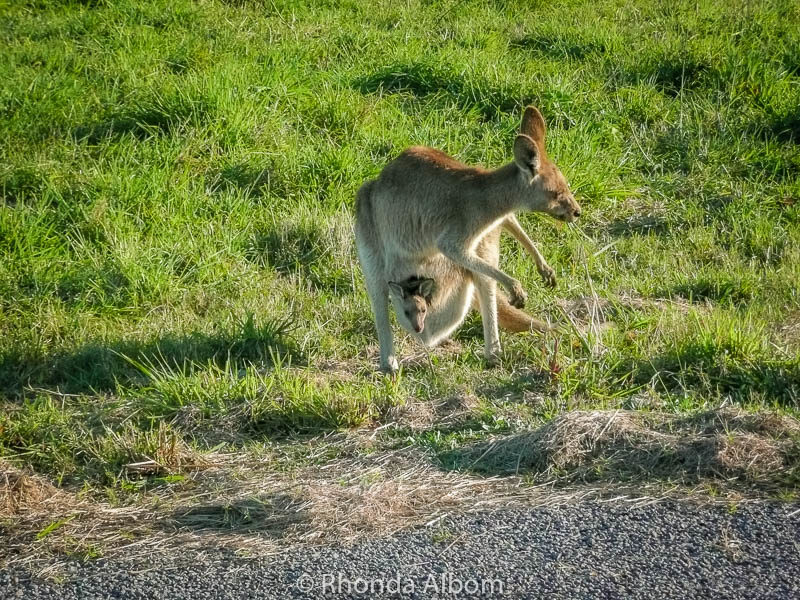 16 Dangerous to Adorable Australian Animals We Have Spotted 4 Kangaroo and joey seen on the Sunshine coast in Queensland. They sure look like adorable Australian animals.