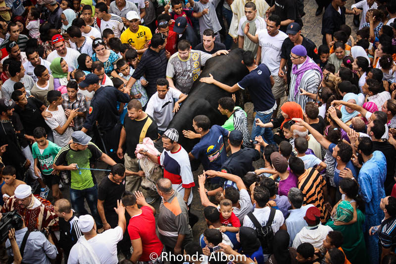 Moussem of Moulay Idriss II: A Colorful Festival in Fes Morocco 11 Cow to be sacrificed in Fes Morocco