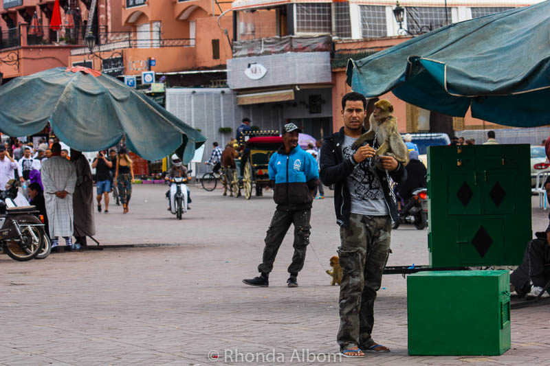 10 of the Best Things to Do in Marrakesh Morocco 18 Monkey in the Marrakesh Medina