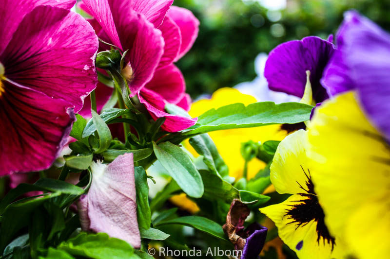 Flowers in Norway