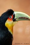 Green- Beaked Tucan, Parque Das Aves, Brazil. Photo copyright ©Sarah Albom 2016