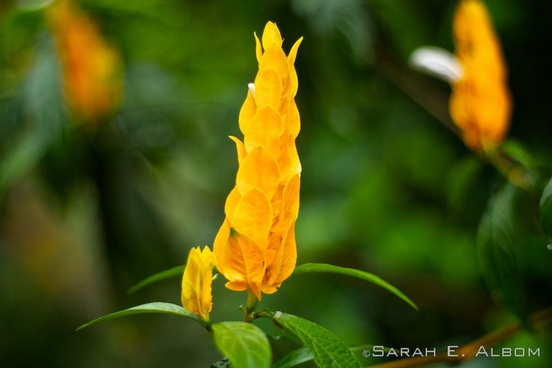 Parque das Aves: Latin America's Largest Bird Park is near Iguazu in Brazil 4 Flower at Parque das Aves, Brazil. Photo copyright ©Sarah Albom 2016