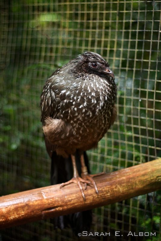 Parque das Aves: Latin America's Largest Bird Park is near Iguazu in Brazil 3 Parque das Aves, Brazil. Photo copyright ©Sarah Albom 2016