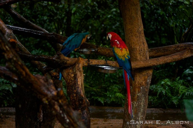 Parque das Aves: Latin America's Largest Bird Park is near Iguazu in Brazil 6 A scarlet and blue-and-yellow macaw in Brazil. Photo copyright ©Sarah Albom 2016