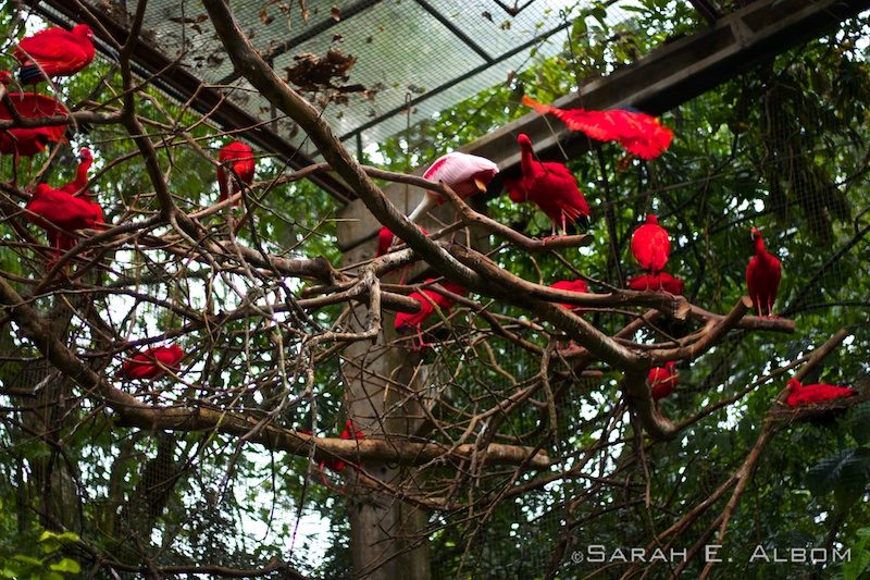 Parque das Aves: Latin America's Largest Bird Park is near Iguazu in Brazil 5 Scarlet Ibis in the trees, Parque das Aves, Brazil. Photo copyright ©Sarah Albom 2016