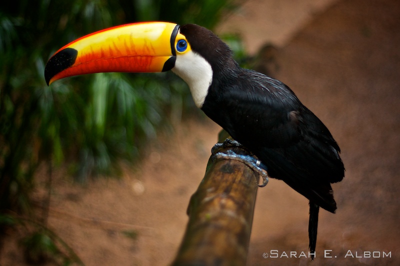 Toco Tucan, Parque das Aves, Brazil. Photo copyright ©Sarah Albom 2016