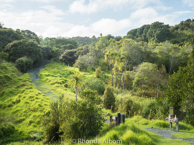 Just beyond the entrance gate to the Waterfall Gully hike in Shakespear Park, Auckland New Zealand