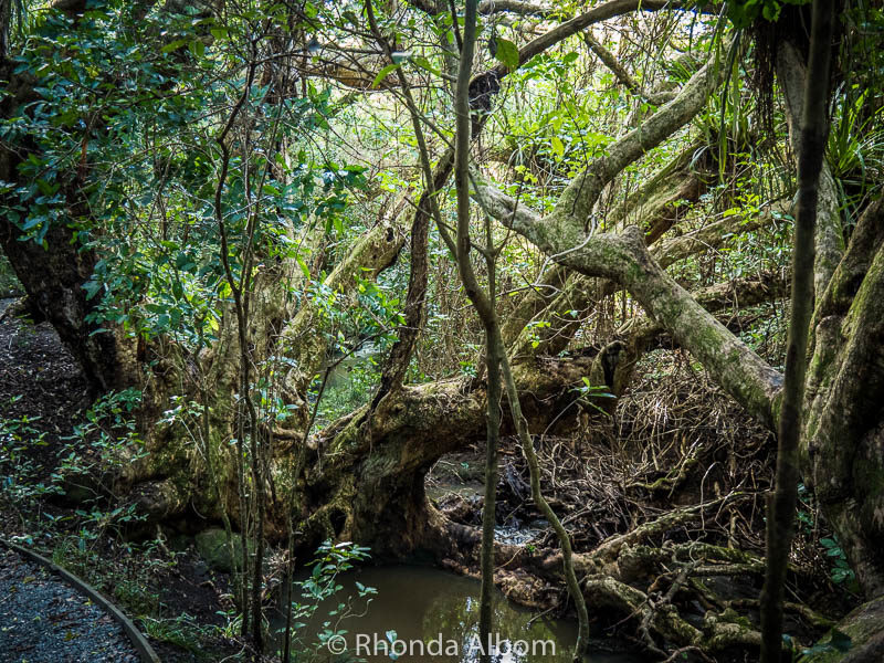 Glow Worms at Shakespear Park Waterfall Gully - Easy Night Walk 6 A stream in the forest.