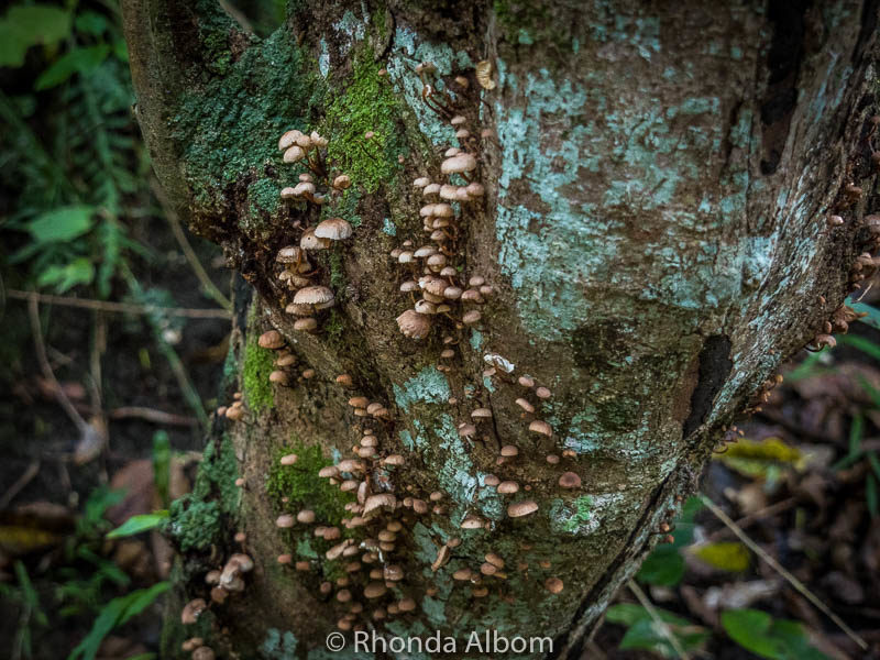 Glow Worms at Shakespear Park Waterfall Gully - Easy Night Walk 7 Mushrooms growing on a tree in New Zealand