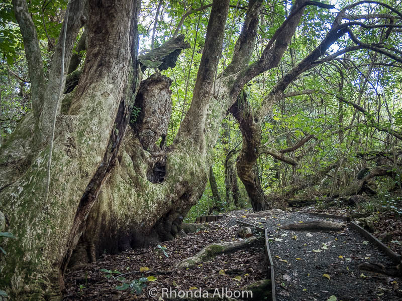 Glow Worms at Shakespear Park Waterfall Gully - Easy Night Walk 8 Low hanging branches on a hiking trail in New Zealand