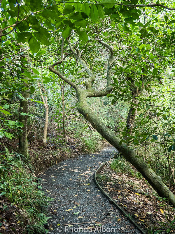 Waterfall Gully trail in Shakespear Park, Auckland New Zealand