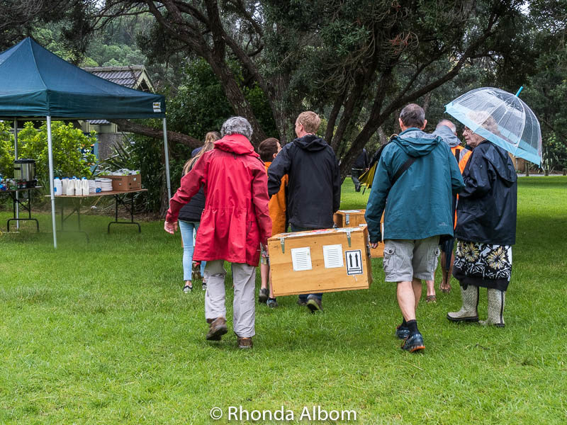 Kiwi Bird Release in Shakespear Regional Park in Auckland New Zealand