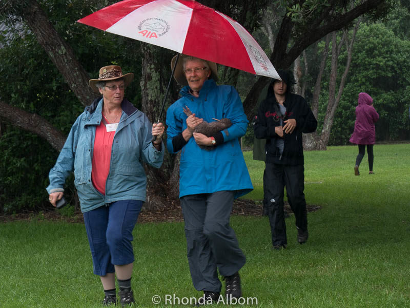 Kiwi bird carried in the rain