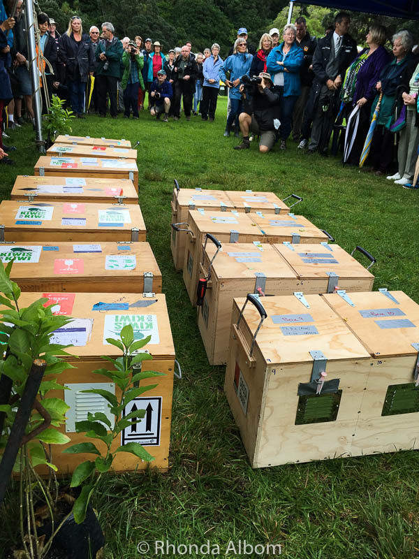 Twenty Little Spotted Kiwi Birds to be released at Shakespear Regional Park in Auckland New Zealand
