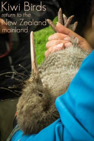 Exciting News: Little Spotted Kiwi Return to Shakespear Park 9 Little spotted Kiwi Birds released into Shakespear Park in Auckland New Zealand