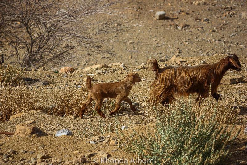 Goats in Misfat Al Abriyeen, Oman