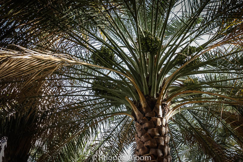 palm dates