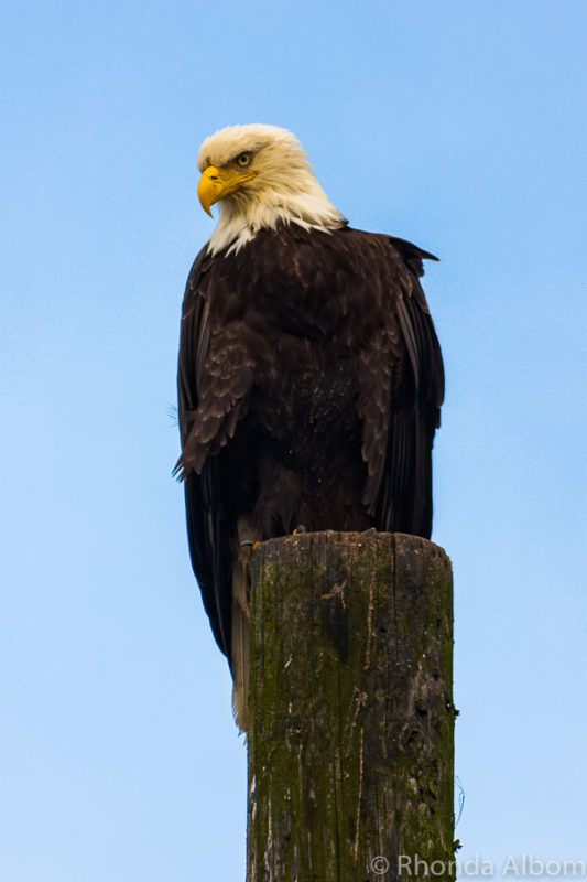 Eagle in Juneau Alaska