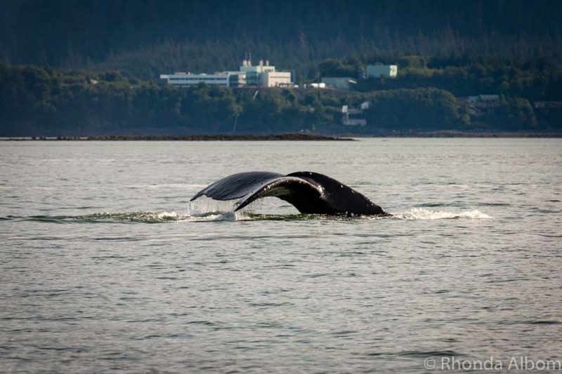 10 Essential Alaska Cruise Tips for an Amazing Journey 10 Whale watching in Juneau Alaska