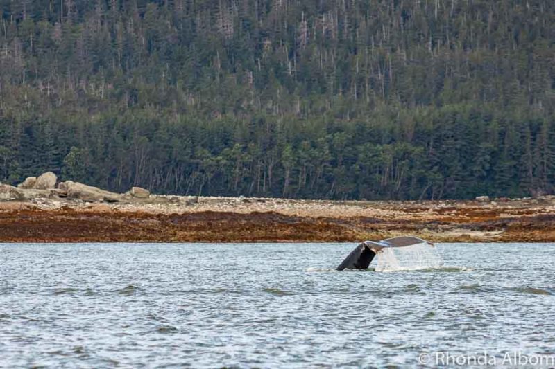 Whale watching in Juneau Alaska