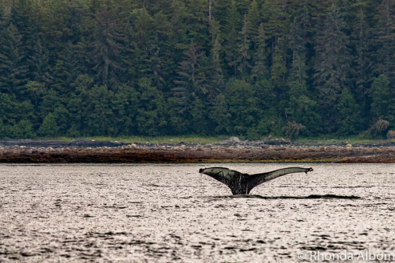 Whale watching in Juneau Alaska