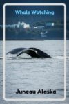 Whale watching in Juneau Alaska. Read the article to see our photos of whales, seals, forest, glaciers and more.