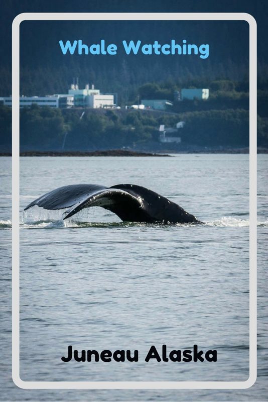 Juneau Whale Watching and More Amazing Cruise Port Ideas 11 Whale watching in Juneau Alaska. Read the article to see our photos of whales, seals, forest, glaciers and more.