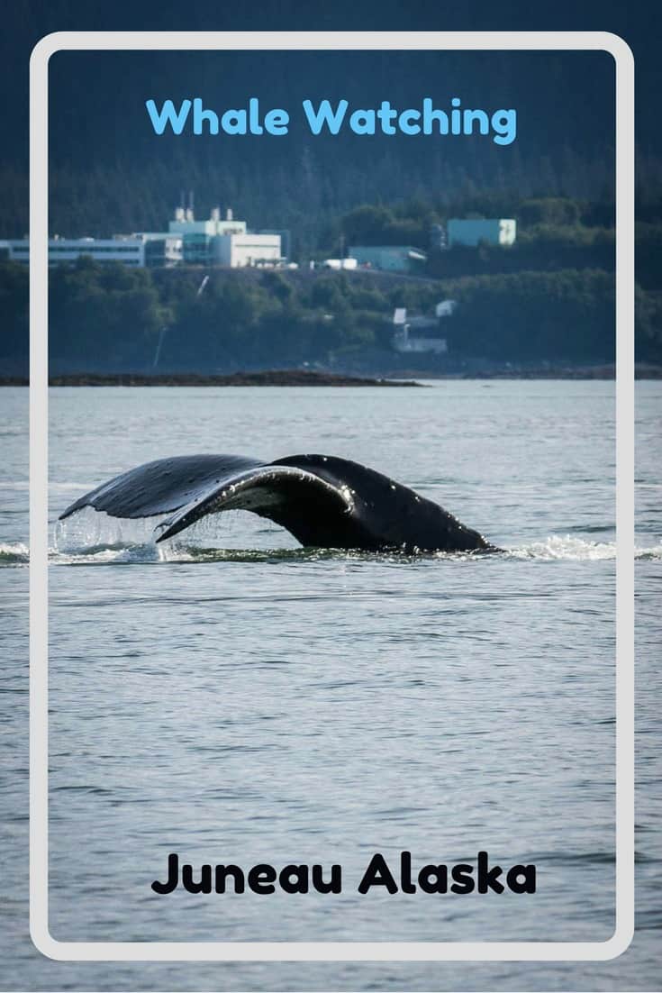 One of many photos of whale watching in Juneau Alaska. #Travel #Alaska #cruise #cruiseport #juneau #cruisetips