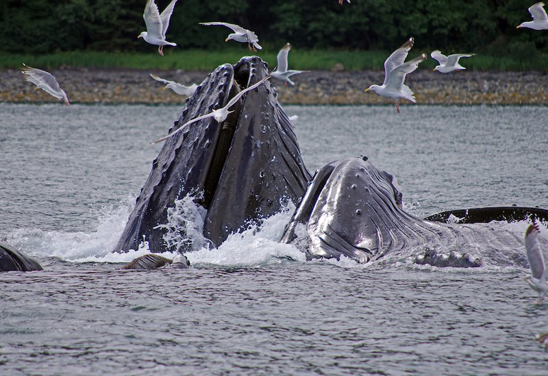 Whale watching in Juneau Alaska