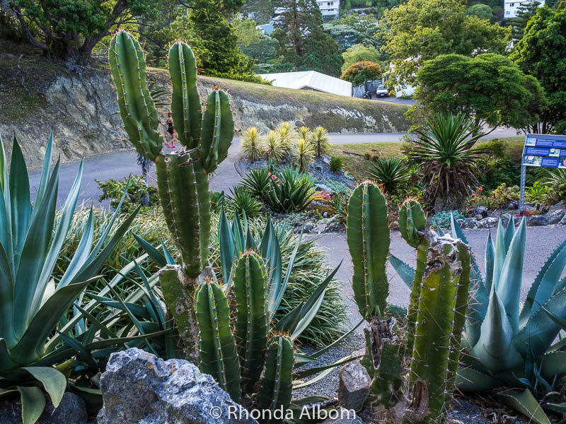 Wellington Activities: 37 Fun Things to Do in Wellington NZ 14 A stroll through the Botanic Gardens is one of my favourite Wellington activities in the capital of New Zealand