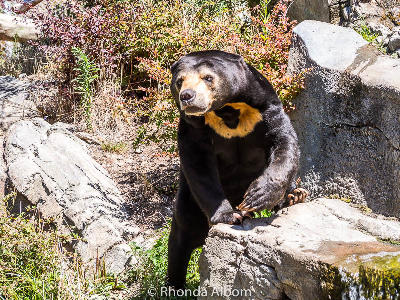 Wellington Activities: 37 Fun Things to Do in Wellington NZ 15 Sun Bear at the zoo in the capital of New Zealand